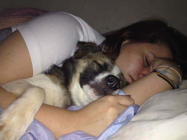 dormir com cão