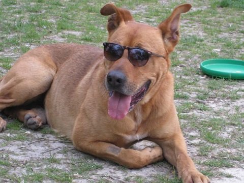 cão usando óculos escuros