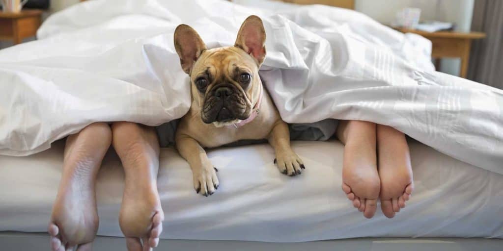 dormir com o cão