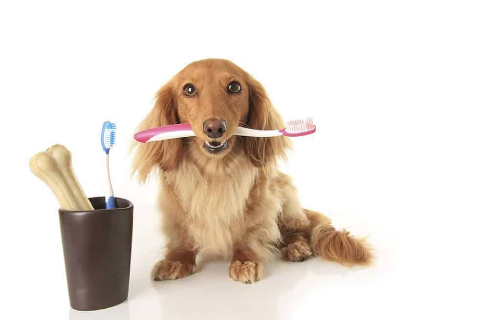 Cão segurando escova de dentes