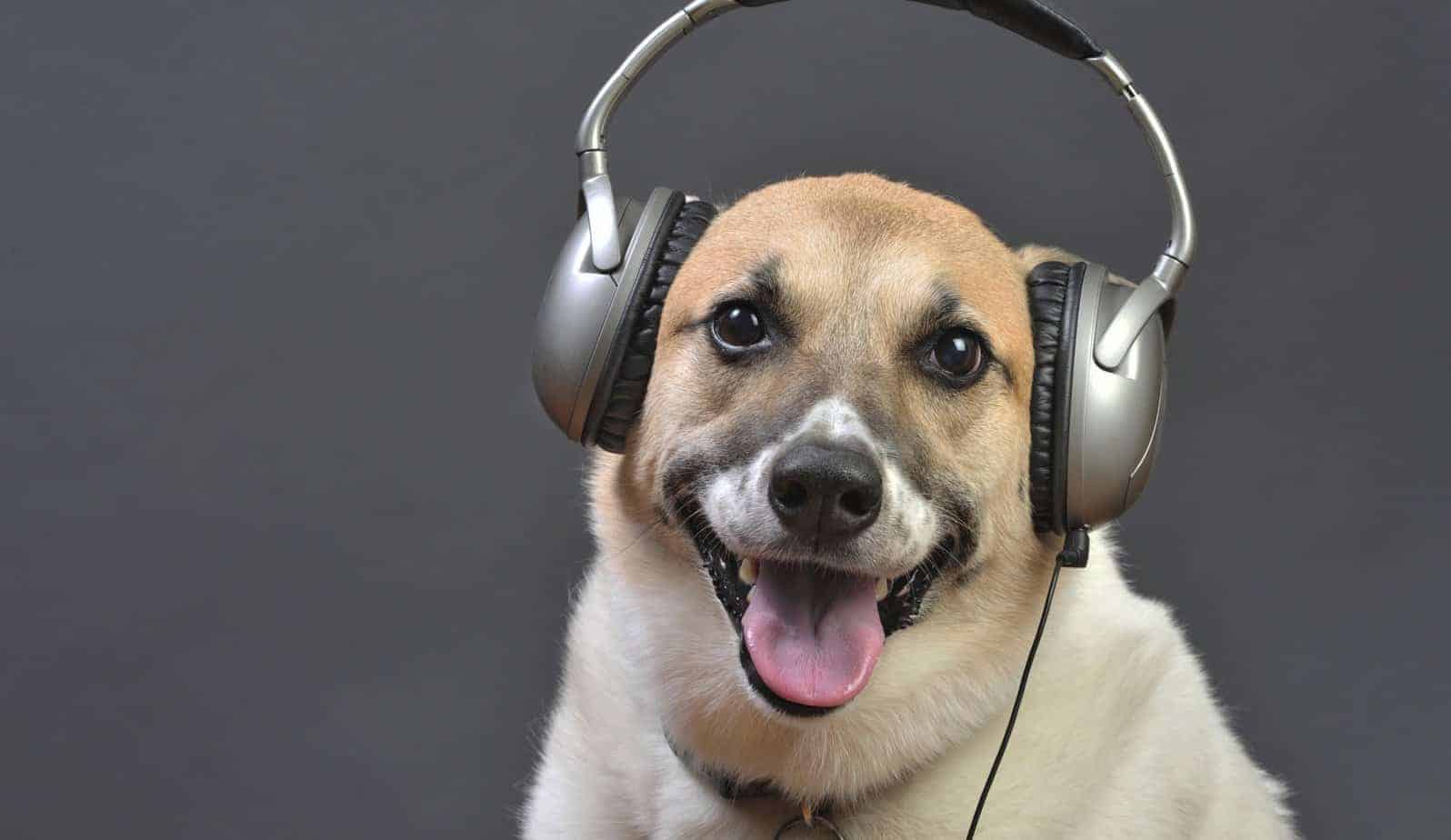 cão fones de ouvido