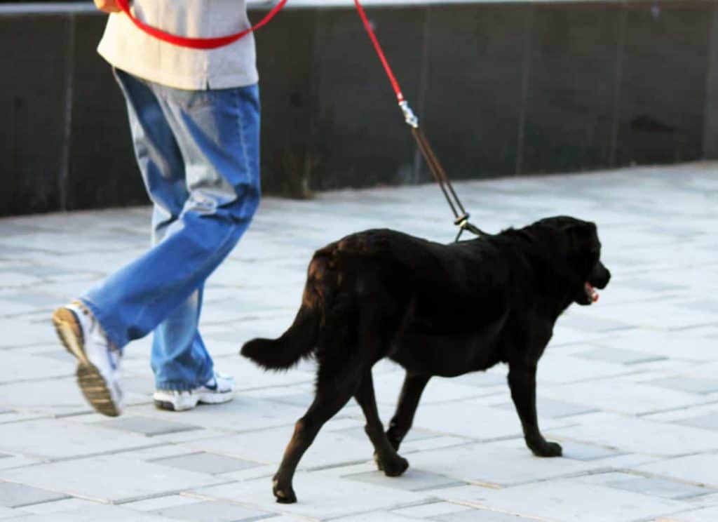 passear com coleira