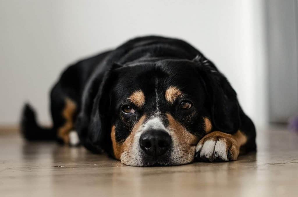 Cão deitado com dor