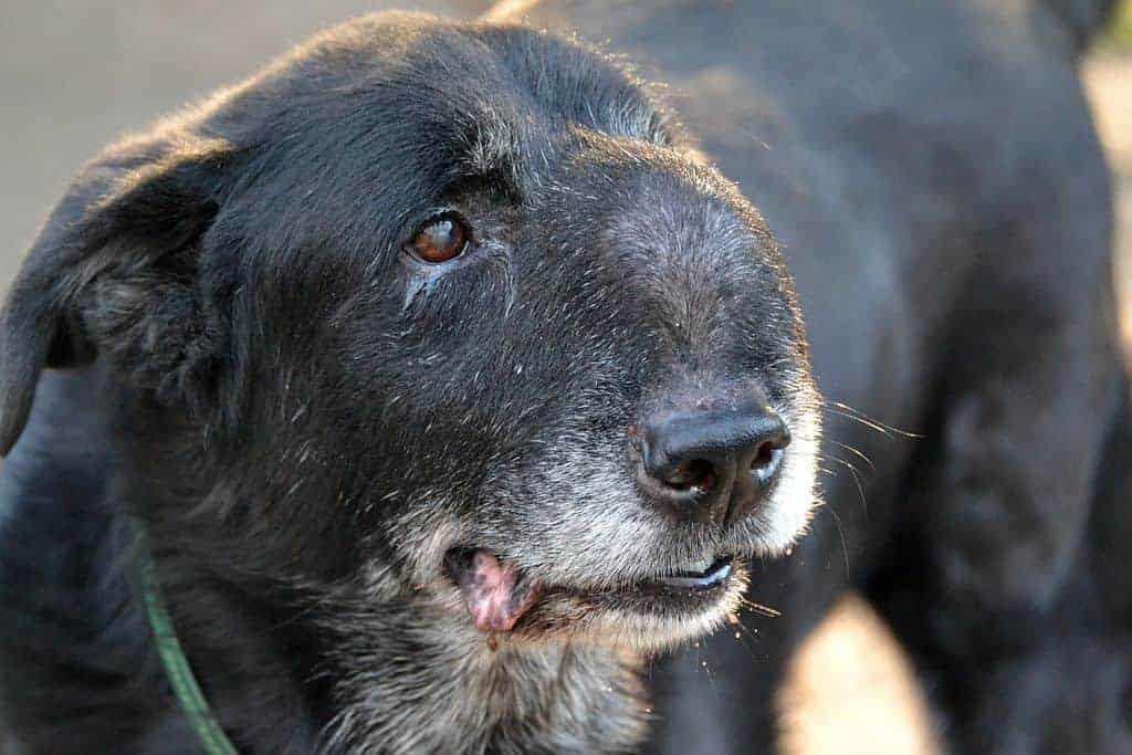 Cão idoso com tumor facial