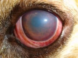 cão com glaucoma