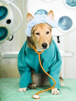 Cão usando pijama cirúrgico