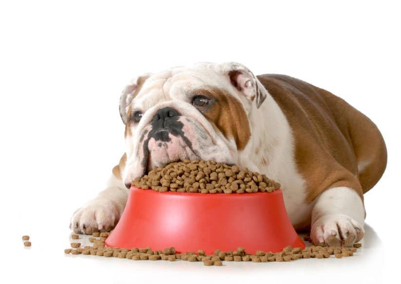 Buldogue deitado sobre pote cheio de ração - alimento