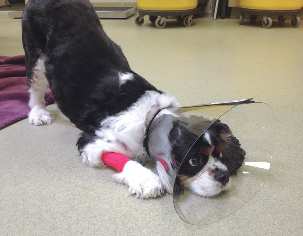 Cão em posição de prece. Tumores intestinais