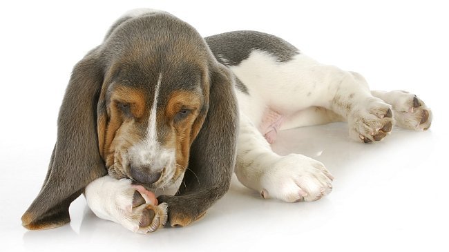 Cão Lambendo a Pata