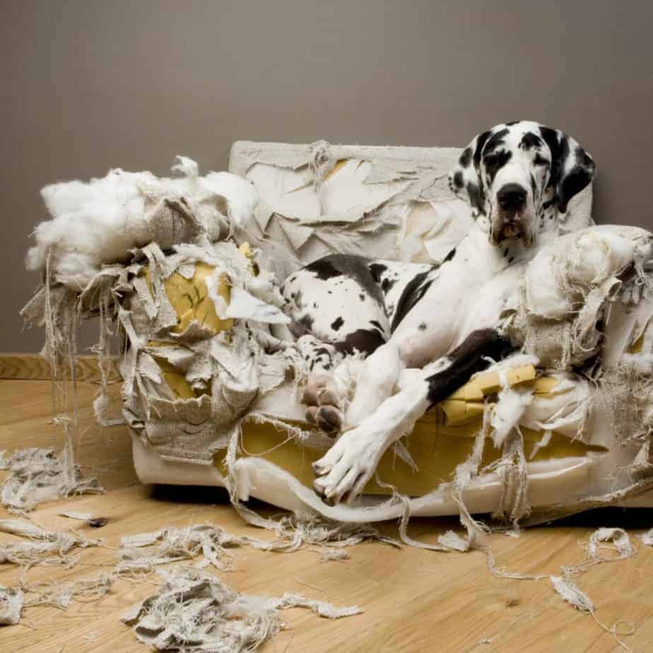 cão dinamarquês deitado sobre sofá destruído
